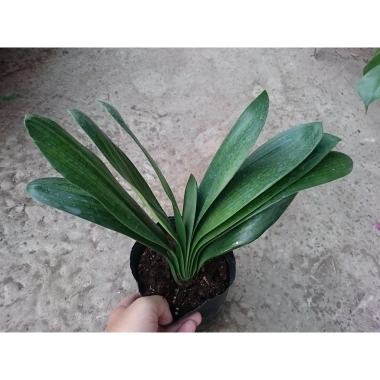 Cây lan quân tử - Cây cảnh để bàn, giảm giá 115.000đ, không gian xanh tươi 9