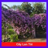 Cây lan tỏi đuổi rắn - Trồng hàng rào bảo vệ vườn, giảm còn 39.800₫, chất lượng cao