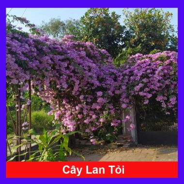 Cây lan tỏi đuổi rắn - Trồng hàng rào bảo vệ vườn, giảm còn 39.800₫, chất lượng cao