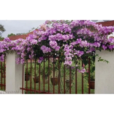 Cây lan tỏi đuổi rắn - Trồng hàng rào bảo vệ vườn, giảm còn 39.800₫, chất lượng cao