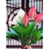 Cây Lan Ý Giả 50cm 3 Bông Cao 30cm - Giống Thật 99% Đa Màu, Giá Rẻ 34000đ 2