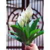 Cây Lan Ý Giả 50cm 3 Bông Cao 30cm - Giống Thật 99% Đa Màu, Giá Rẻ 34000đ 4