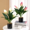 Cây Lan Ý Giả 50cm 3 Bông Cao 30cm - Giống Thật 99% Đa Màu, Giá Rẻ 34000đ 8
