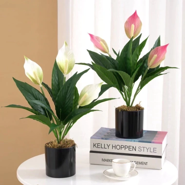 Cây Lan Ý Giả 50cm 3 Bông Cao 30cm - Giống Thật 99% Đa Màu, Giá Rẻ 34000đ 8