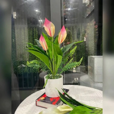 Cây Lan Ý Giả 50cm 3 Bông Cao 30cm - Giống Thật 99% Đa Màu, Giá Rẻ 34000đ 10