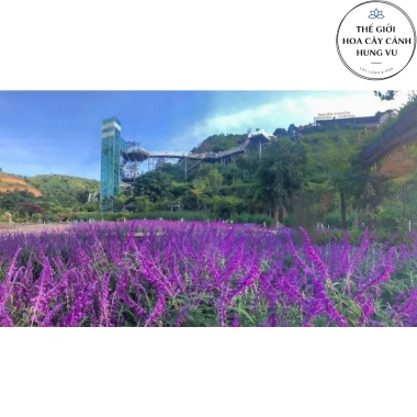 Cây Lavender Thái Đang Hoa Thơm Ngát - Giá Gốc 316,368đ, Giảm 23% chỉ 243,360đ