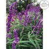 Cây Lavender Thái Đang Hoa Thơm Ngát - Giá Gốc 316,368đ, Giảm 23% chỉ 243,360đ 2