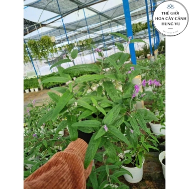 Cây Lavender Thái Đang Hoa Thơm Ngát - Giá Gốc 316,368đ, Giảm 23% chỉ 243,360đ