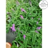 Cây Lavender Thái Đang Hoa Thơm Ngát - Giá Gốc 316,368đ, Giảm 23% chỉ 243,360đ 5