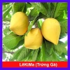 Cây lekima (cây Trứng Gà) ăn quả – Giá chỉ 28.000đ, khuyến mãi siêu hot