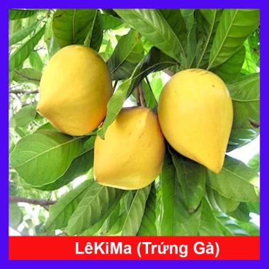 Cây lekima (cây Trứng Gà) ăn quả – Giá chỉ 28.000đ, khuyến mãi siêu hot
