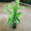 Cây lekima (cây Trứng Gà) ăn quả – Giá chỉ 28.000đ, khuyến mãi siêu hot 2