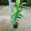 Cây lekima (cây Trứng Gà) ăn quả – Giá chỉ 28.000đ, khuyến mãi siêu hot 3
