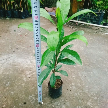 Cây lekima (cây Trứng Gà) ăn quả – Giá chỉ 28.000đ, khuyến mãi siêu hot 3 Cây lekima (cây Trứng Gà) ăn quả – Giá chỉ 28.000đ, khuyến mãi siêu hot 3