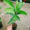 Cây lekima (cây Trứng Gà) ăn quả – Giá chỉ 28.000đ, khuyến mãi siêu hot 4
