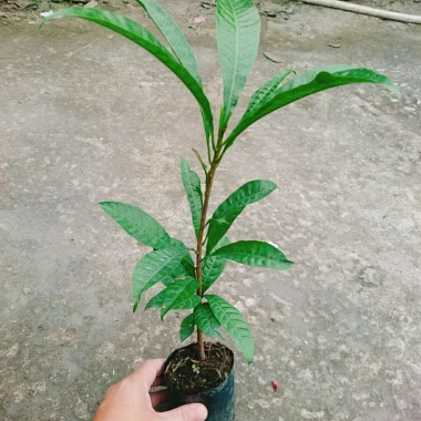 Cây lekima (cây Trứng Gà) ăn quả – Giá chỉ 28.000đ, khuyến mãi siêu hot