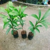 Cây lekima (cây Trứng Gà) ăn quả – Giá chỉ 28.000đ, khuyến mãi siêu hot 6