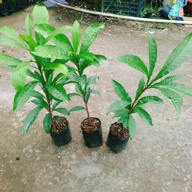Cây lekima (cây Trứng Gà) ăn quả – Giá chỉ 28.000đ, khuyến mãi siêu hot
