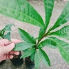 Cây lekima (cây Trứng Gà) ăn quả – Giá chỉ 28.000đ, khuyến mãi siêu hot 7