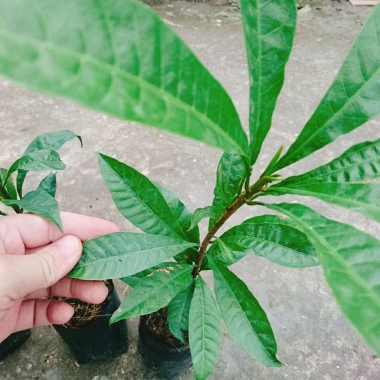 Cây lekima (cây Trứng Gà) ăn quả – Giá chỉ 28.000đ, khuyến mãi siêu hot