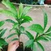 Cây lekima (cây Trứng Gà) ăn quả – Giá chỉ 28.000đ, khuyến mãi siêu hot 8