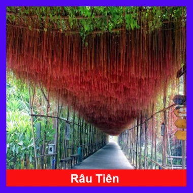 Cây Liêm Hồ Đằng (Râu Hoàng Đế, Râu Tiên) - Giá 38.000, giảm 46.740, cây phong thủy