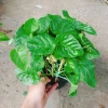 Cây Liêm Hồ Đằng (Râu Hoàng Đế, Râu Tiên) - Giá 38.000, giảm 46.740, cây phong thủy 7