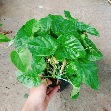 Cây Liêm Hồ Đằng (Râu Hoàng Đế, Râu Tiên) - Giá 38.000, giảm 46.740, cây phong thủy 7