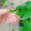 Cây Liêm Hồ Đằng (Râu Hoàng Đế, Râu Tiên) - Giá 38.000, giảm 46.740, cây phong thủy 8