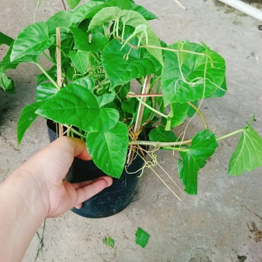Cây Liêm Hồ Đằng (Râu Hoàng Đế, Râu Tiên) - Giá 38.000, giảm 46.740, cây phong thủy 9