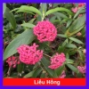 Cây Liễu Hồng - Cây cảnh vườn đẹp, giá chỉ 28.000₫, giảm giá sốc từ 34.720₫
