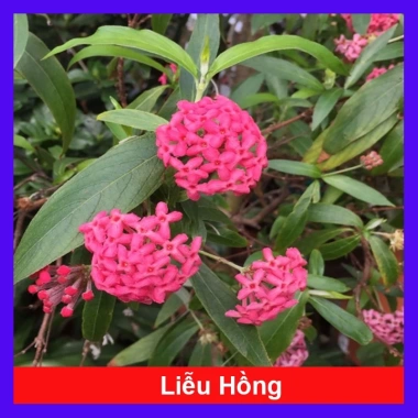 Cây Liễu Hồng - Cây cảnh vườn đẹp, giá chỉ 28.000₫, giảm giá sốc từ 34.720₫