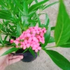 Cây Liễu Hồng - Cây cảnh vườn đẹp, giá chỉ 28.000₫, giảm giá sốc từ 34.720₫ 2