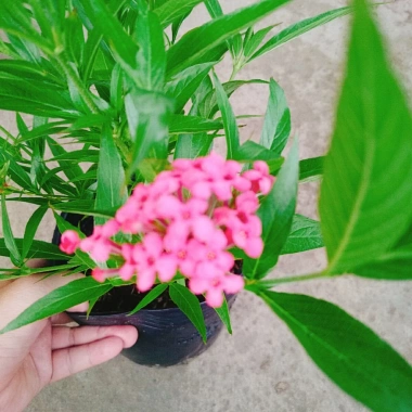 Cây Liễu Hồng - Cây cảnh vườn đẹp, giá chỉ 28.000₫, giảm giá sốc từ 34.720₫