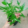 Cây Liễu Hồng - Cây cảnh vườn đẹp, giá chỉ 28.000₫, giảm giá sốc từ 34.720₫ 3