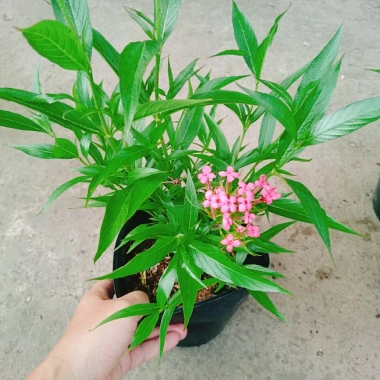 Cây Liễu Hồng - Cây cảnh vườn đẹp, giá chỉ 28.000₫, giảm giá sốc từ 34.720₫ 3 Cây Liễu Hồng - Cây cảnh vườn đẹp, giá chỉ 28.000₫, giảm giá sốc từ 34.720₫ 3