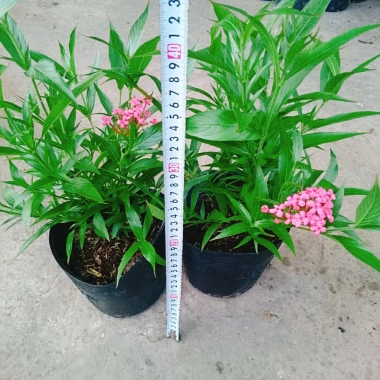 Cây Liễu Hồng - Cây cảnh vườn đẹp, giá chỉ 28.000₫, giảm giá sốc từ 34.720₫ 4 Cây Liễu Hồng - Cây cảnh vườn đẹp, giá chỉ 28.000₫, giảm giá sốc từ 34.720₫ 4