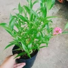 Cây Liễu Hồng - Cây cảnh vườn đẹp, giá chỉ 28.000₫, giảm giá sốc từ 34.720₫ 5