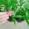 Cây Liễu Hồng - Cây cảnh vườn đẹp, giá chỉ 28.000₫, giảm giá sốc từ 34.720₫ 8