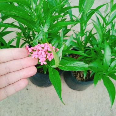 Cây Liễu Hồng - Cây cảnh vườn đẹp, giá chỉ 28.000₫, giảm giá sốc từ 34.720₫ 8 Cây Liễu Hồng - Cây cảnh vườn đẹp, giá chỉ 28.000₫, giảm giá sốc từ 34.720₫ 8