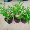 Cây Liễu Hồng - Cây cảnh vườn đẹp, giá chỉ 28.000₫, giảm giá sốc từ 34.720₫ 9