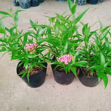 Cây Liễu Hồng - Cây cảnh vườn đẹp, giá chỉ 28.000₫, giảm giá sốc từ 34.720₫ 9 Cây Liễu Hồng - Cây cảnh vườn đẹp, giá chỉ 28.000₫, giảm giá sốc từ 34.720₫ 9