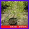 Cây Liễu Rũ Hoa Đỏ lớn 60-100cm - Cây cảnh nhà và sân vườn, giá ưu đãi 86.000 VND