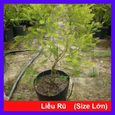 Cây Liễu Rũ Hoa Đỏ lớn 60-100cm - Cây cảnh nhà và sân vườn, giá ưu đãi 86.000 VND