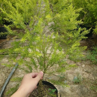 Cây Liễu Rũ Hoa Đỏ lớn 60-100cm - Cây cảnh nhà và sân vườn, giá ưu đãi 86.000 VND