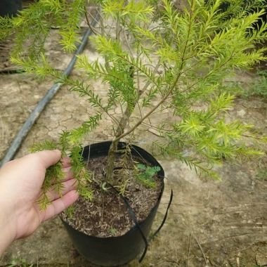 Cây Liễu Rũ Hoa Đỏ lớn 60-100cm - Cây cảnh nhà và sân vườn, giá ưu đãi 86.000 VND 5 Cây Liễu Rũ Hoa Đỏ lớn 60-100cm - Cây cảnh nhà và sân vườn, giá ưu đãi 86.000 VND 5