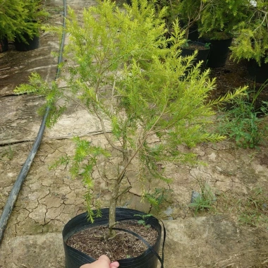 Cây Liễu Rũ Hoa Đỏ lớn 60-100cm - Cây cảnh nhà và sân vườn, giá ưu đãi 86.000 VND