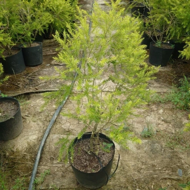 Cây Liễu Rũ Hoa Đỏ lớn 60-100cm - Cây cảnh nhà và sân vườn, giá ưu đãi 86.000 VND