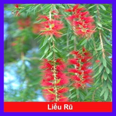 Cây Liễu rũ xanh mát - Trang trí cảnh quan công trình, không gian tươi tắn thơ mộng, chỉ 86.000₫