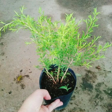 Cây Liễu rũ xanh mát - Trang trí cảnh quan công trình, không gian tươi tắn thơ mộng, chỉ 86.000₫